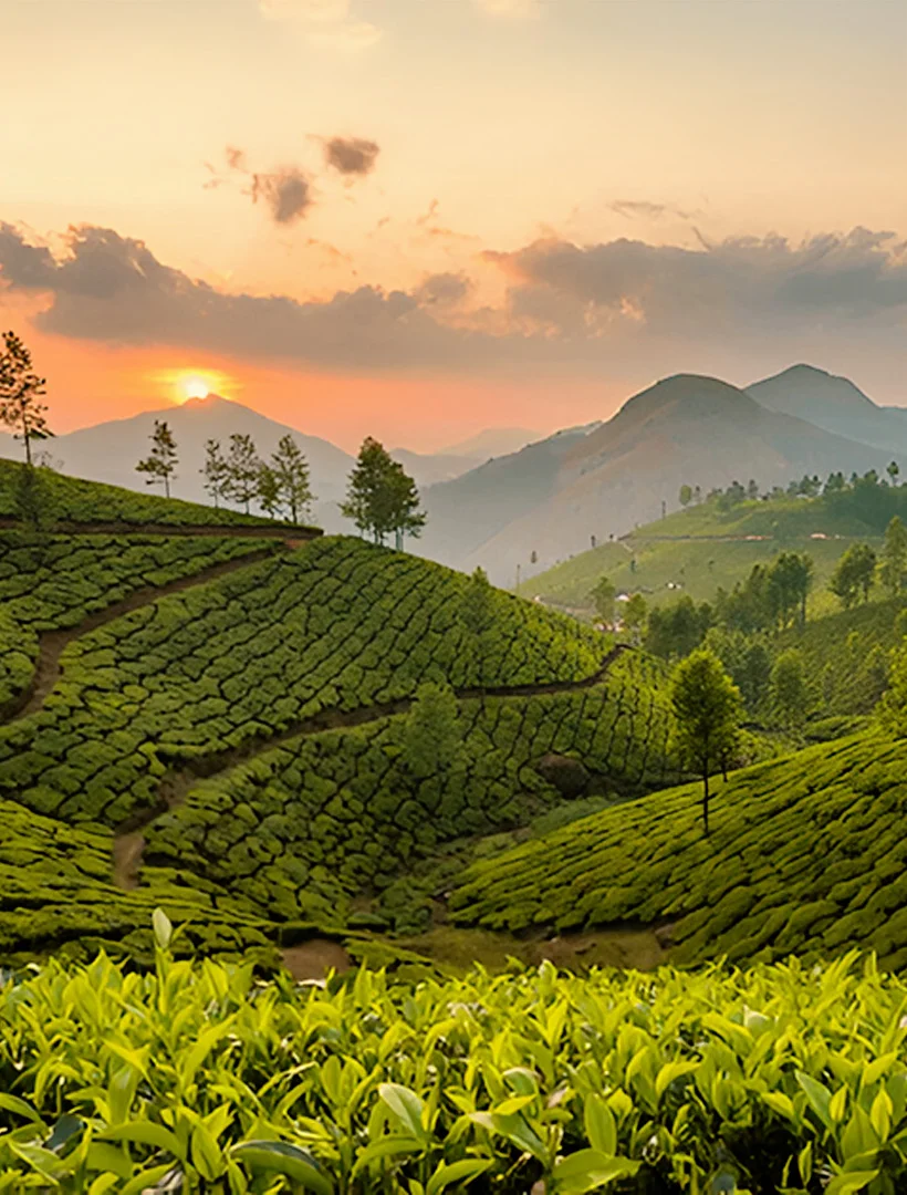 Scenic tea gardens of Munnar